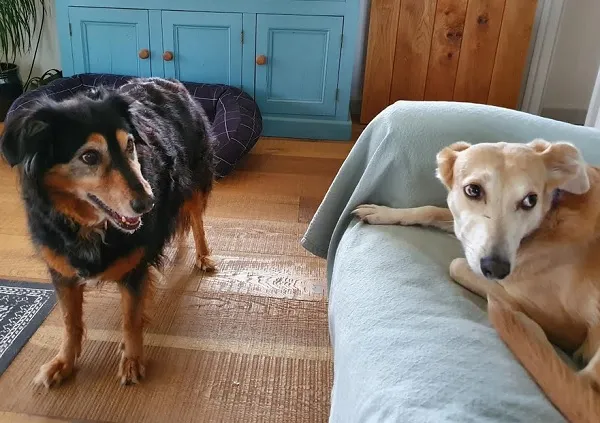 Cider Dogs